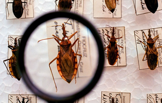Doença de Chagas ganha tratamento inédito contra falha cardíaca