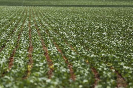 SP libera até R$ 150 mil a produtores de Ribeirão Preto