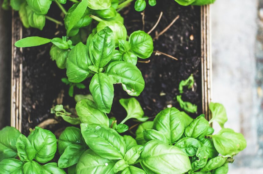 Quer-ter-uma-horta-em-casa-Saiba-o-que-plantar-em-abril (3). Sesc