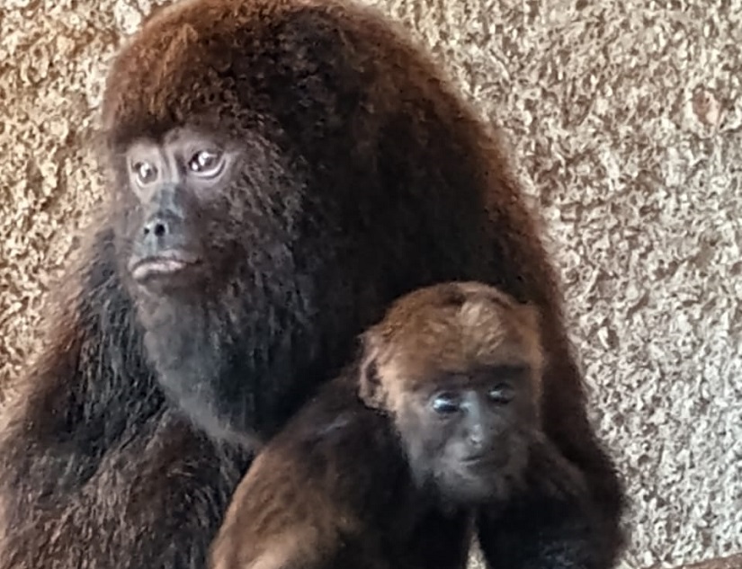Bugio de espécie ameaçada de extinção nasce no Zoo de SBC
