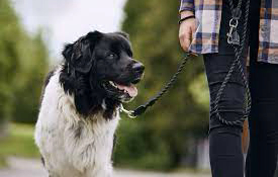 Pet friendly