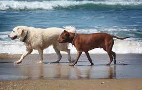 Cães na praia - Câncer de Pele.  pet friendly