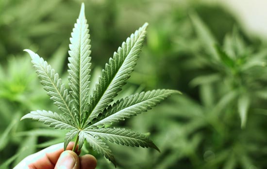A resolução 156/17 incluiu a Cannabis no rol de plantas medicinais.