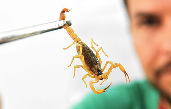 escorpião