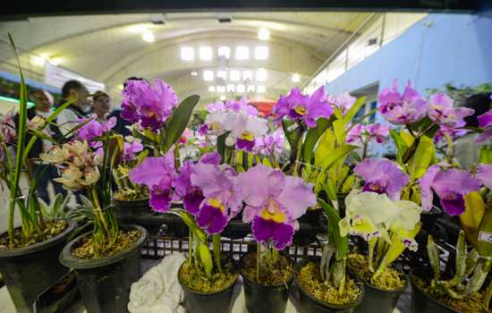 Evento contará com exposição e venda de orquídeas